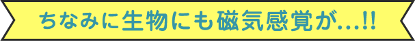 ちなみに生物にも磁気感覚が...!!
